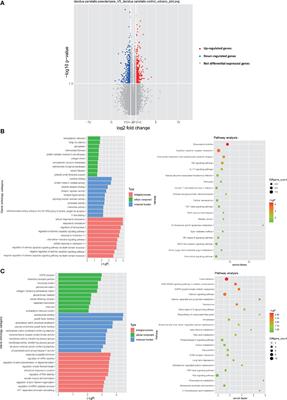 Dysfunction of Decidual Macrophages Is a Potential Risk Factor in the Occurrence of Preeclampsia